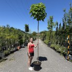 Katalpa bignóniovitá (Catalpa bignonioides) ´NANA´ - výška 290-320 cm, obvod kmeňa 8/10 cm, kont. C30L